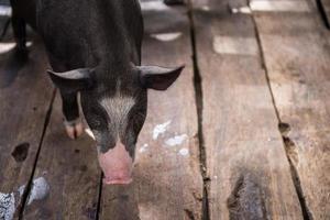 jong vuil varkens in varken boerderij foto