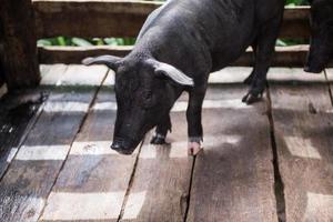 jong vuil varkens in varken boerderij foto