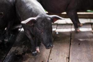 jong vuil varkens in varken boerderij foto