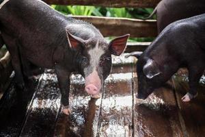 jong vuil varkens in varken boerderij foto