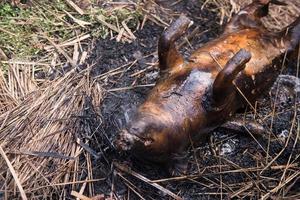 brandend de haar- uit en roosteren foto