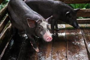 jong vuil varkens in varken boerderij foto