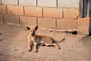 verlaten, eenzaam hond in de landelijk Oppervlakte foto