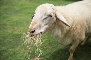 schapen is aan het eten droog gras in boerderij foto