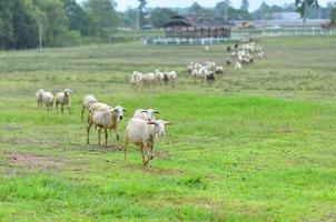 schapen in een weiland foto