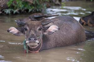 een groep van buffel zijn spelen water, Thailand foto