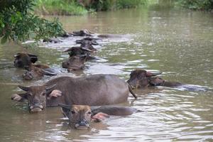 een groep van buffel zijn spelen water, Thailand foto