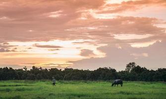 buffel in een veld- en zonsondergang foto