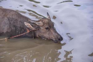 buffel is spelen water, Thailand foto