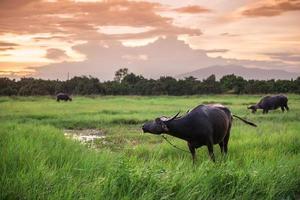 buffel in een veld- en zonsondergang foto