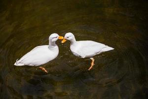 twee wit eenden in de vijver foto