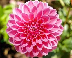 roze dahlia bloem foto