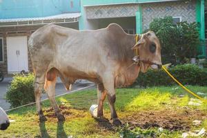 geit, lam, koe, os, sapi korban in dier markten naar bereiden offers Aan eid al adha, idul adha, idul korban foto