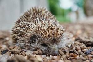 Europese egel portret foto