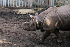 Indisch neushoorn in dierentuin foto