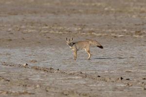 Bengalen vos ook bekend net zo de Indisch vos of vulpes bengalensis foto