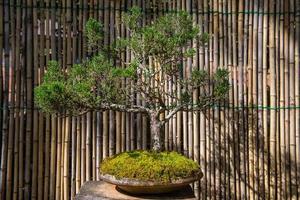 een klein bonsai boom foto
