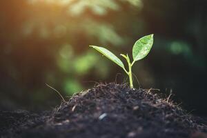 plant groeit in de grond foto