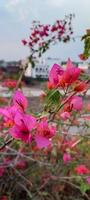 bloem natuur uttarakhand foto