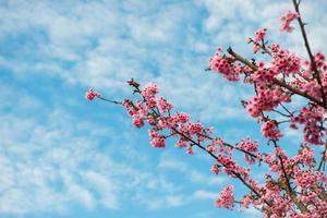 pink bloem tegen blauw lucht foto