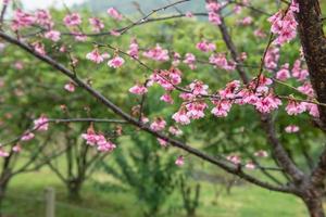 sakura roze bloem, Thailand foto