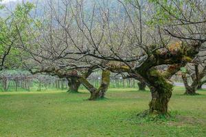 Japans abrikoos boom tuin foto