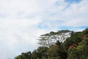 tropisch bomen en blauw lucht in de oerwoud van bintan, Indonesië foto