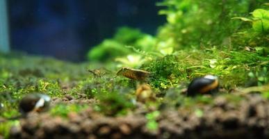 tropisch vis in een aquarium met groen planten en water. foto