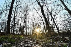 bomen in het bos foto