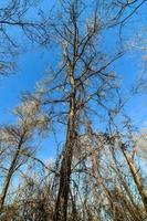 bomen in het bos foto