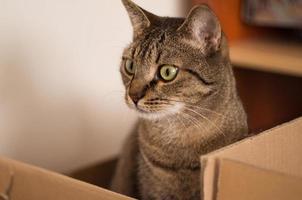 schattig volwassen kat speels in een papier doos foto