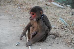 aap zittend Aan de pad foto