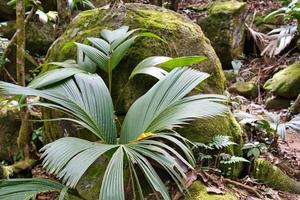 copolia pad, dief plam boom detailopname mahe Seychellen foto