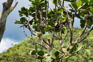 copolia spoor kastrel endemisch vogel van Seychellen gevlekte Aan de colofant bedreigd boom, mahe Seychellen 2 foto
