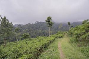 landschap van groen thee tuin Aan de top berg met bewolkt en een blauw lucht. de foto is geschikt naar gebruik voor milieu achtergrond, natuur poster en natuur inhoud media.