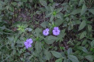 paars bloem Aan de voorjaar tuin met wazig achtergrond wanneer regenachtig seizoen de foto is geschikt naar gebruik voor botanisch achtergrond, natuur posters en natuur inhoud media.