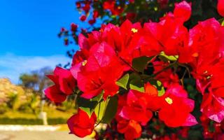 bougainvillea roze rood bloemen bloesems in puerto escondido Mexico. foto