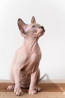 bicolor Canadees sphynx katje zit Bij wol plaid bruin, beige deken Aan wit achtergrond, looks omhoog foto