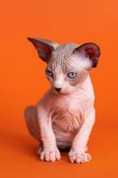 Canadees sphynx kat met blauw ogen op zoek omlaag. portret van vrouw haarloos katje zes weken oud foto