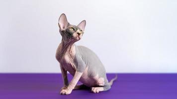 mooi bicolor Canadees sphynx katje zittend Bij paars verdieping tegen wit achtergrond. studio schot foto