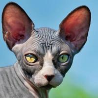 portret van lief sphynx katje met geel ogen en groot oren dat schijnen door in zon foto