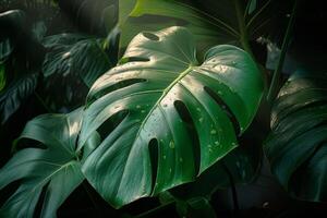 verbijsterend monstera deliciosa plant, ai gegenereerd foto