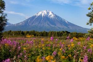 visie van de vulkaan en veld- met onagraceae Woud bloemen foto