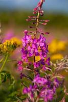 visie van een veld- met onagraceae Woud bloemen, selectief focus foto