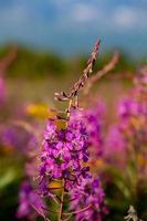 visie van een veld- met onagraceae Woud bloemen, selectief focus foto