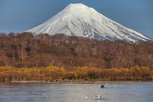 kamchatka bruine beer foto