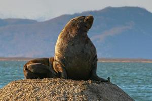 zee leeuw in avacha baai foto