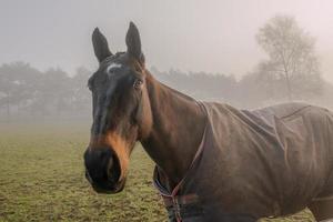 paard Aan een mistig nevelig ochtend- foto
