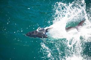 gebochelde walvis jumping Aan de water. de walvis is sproeien water en klaar naar vallen Aan haar rug. gebochelde walvissen grote Oceaan oceaan. afbeeldingen van zee schepsels leven in natuur en mooi oceaan. foto