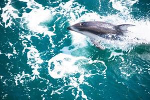 gebochelde walvis jumping Aan de water. de walvis is sproeien water en klaar naar vallen Aan haar rug. gebochelde walvissen grote Oceaan oceaan. afbeeldingen van zee schepsels leven in natuur en mooi oceaan. foto